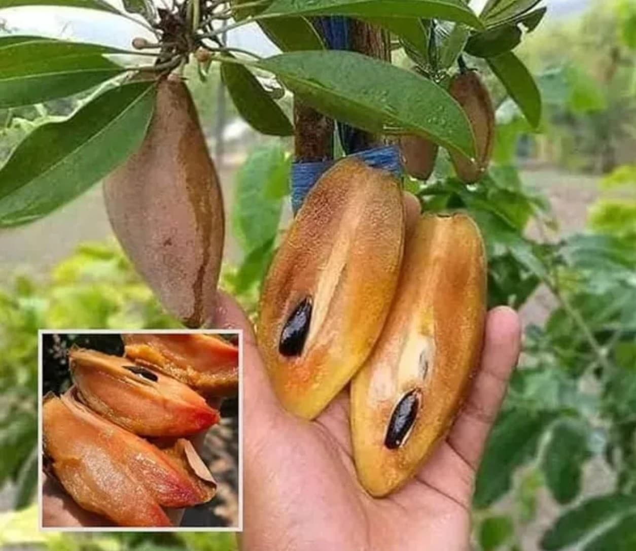 banana chikoo