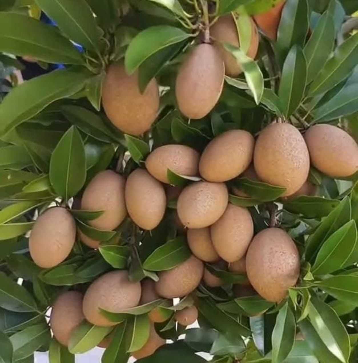 cluster sapota