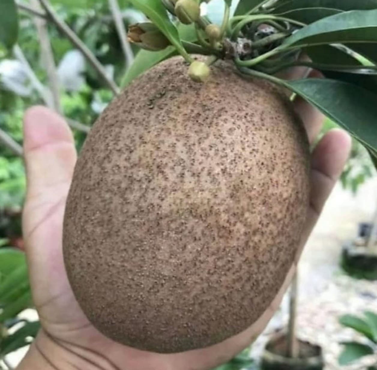 THAI GIANT SAPOTA