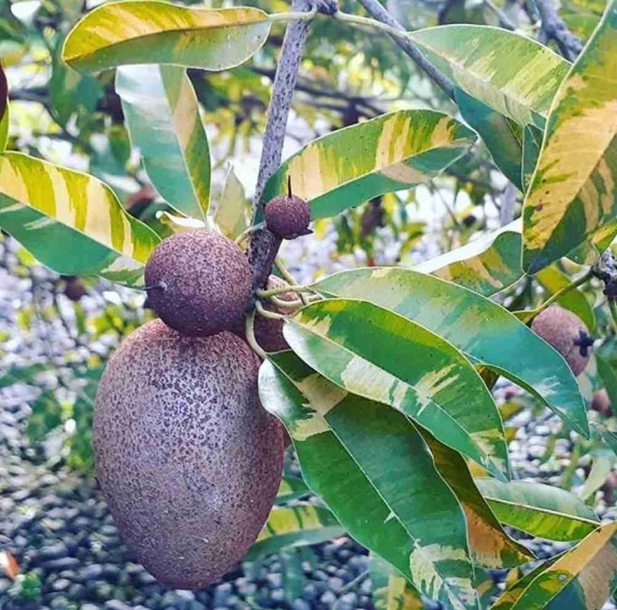 verigated chikoo